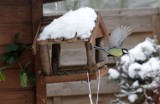 Legnica: Zima to pora, aby pomóc naszym skrzydlatym przyjaciołom, zdjęcia