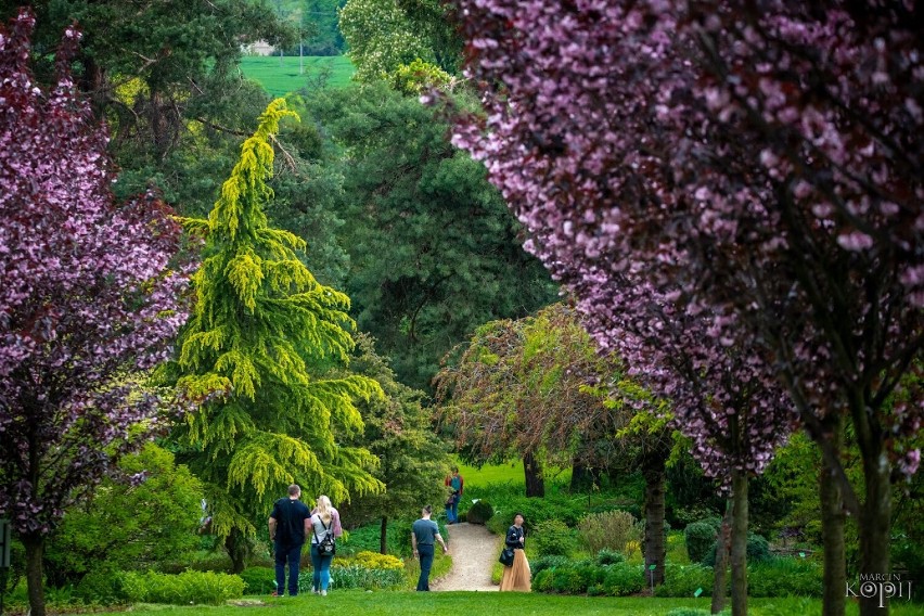 Tak wyglądała wiosna 2023 w arboretum koło Wrocławia