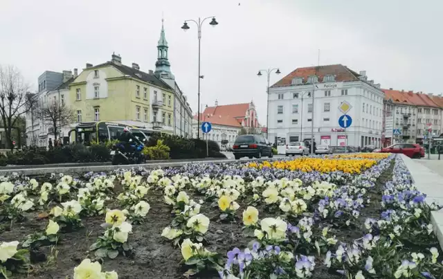 Radna Karolina Sadowska proponuje kwietne witacze przy wjazdach do Kalisza