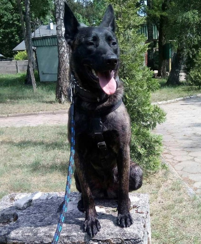Kopalnia Zofiówka w Jastrzębiu: pomoc psów była niezbędna
