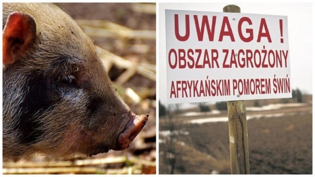 Krosno Odrzańskie i gmina Bytnica znalazły się w czerwonej strefie objętej wirusem ASF. Starosta zwołał sztab kryzysowy.