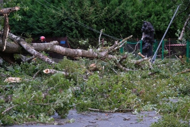 Powalone drzewa to najczęstszy powód interwencji strażaków podczas wichur