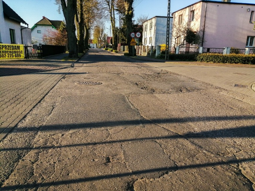 Ponad 100-letnie lipy na ulicy Wiosny Ludów w Szamotułach...