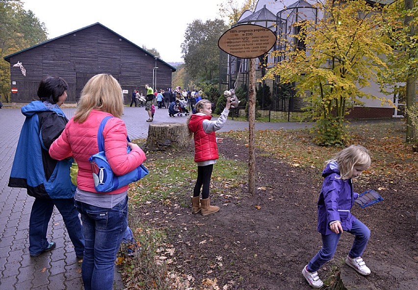 Tłumy zwiedzających przybyły w sobotę do zoo w Oliwie, żeby...