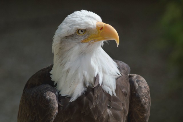 Bald Eagle, by Lewi Hulbert, Creative Commons