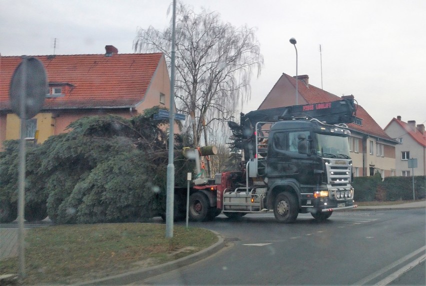 Miejska choinka w drodze na Plac Paderewskiego