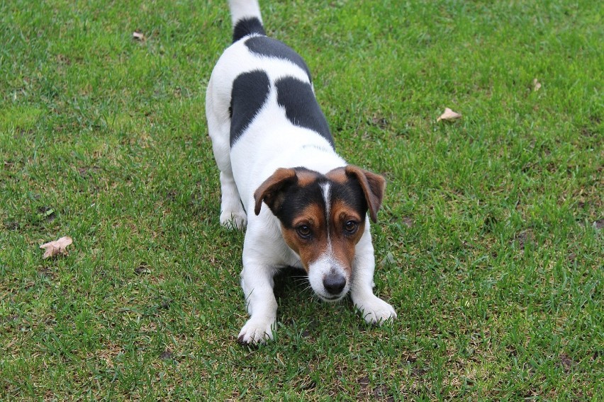 MIEJSCE 9 - JACK RUSSELL TERRIER