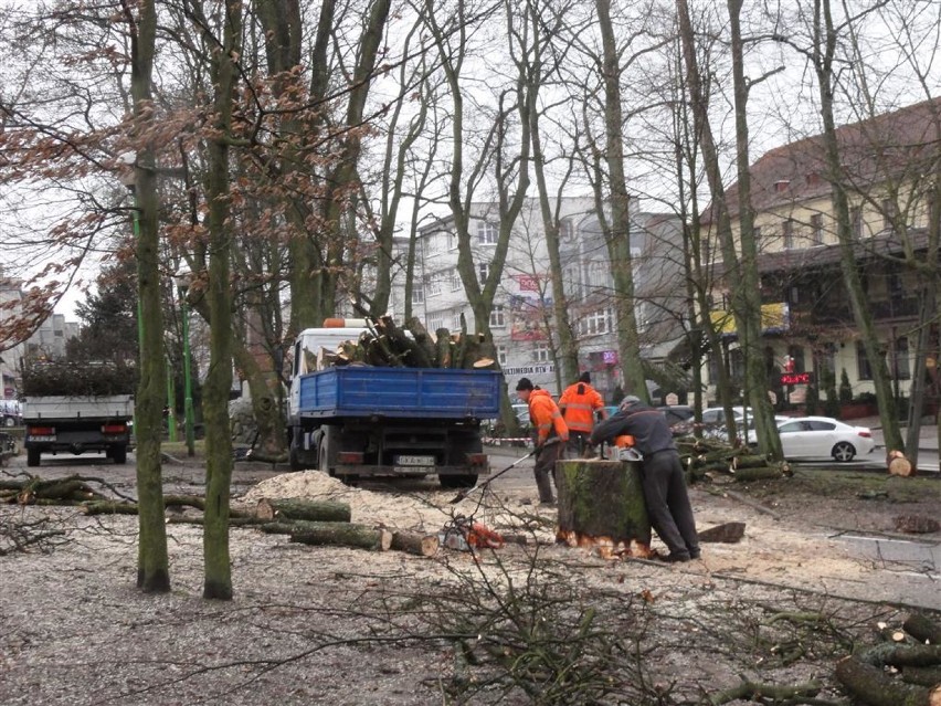 W parku w Kartuzach wycięto drzewa