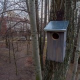 Trzysta nowych domów dla jerzyków na Bielanach. ''To szansa na zmniejszenie populacji wiecznie głodnych komarów''