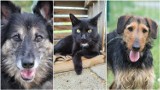 Kto je pokocha i dam im nowy dom? Psy i koty do adopcji z miejskiego schroniska w Głogowie
