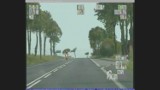 Jechał motocyklem 203 km/h. Stracił prawy jazdy [zobacz wideo]