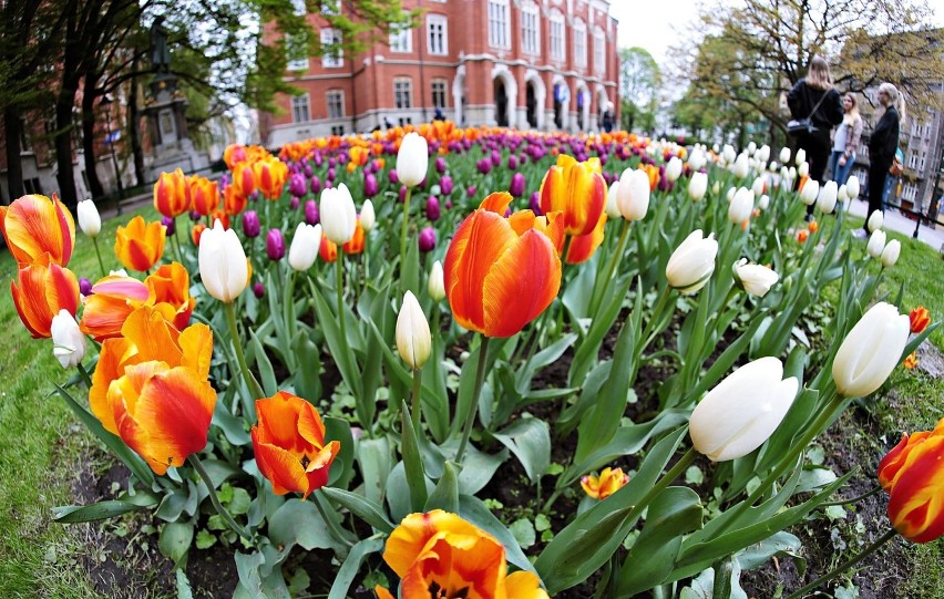 Piękne i kolorowe tulipany na Plantach [ZDJĘCIA]