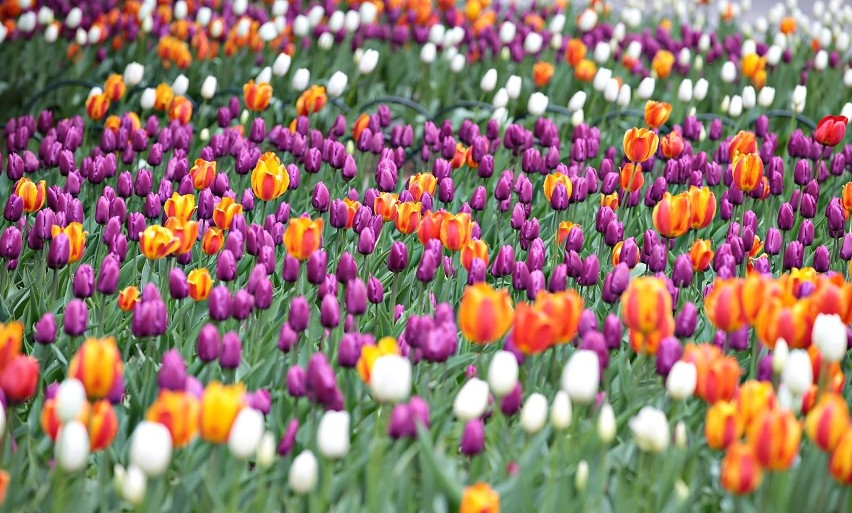 Piękne i kolorowe tulipany na Plantach [ZDJĘCIA]