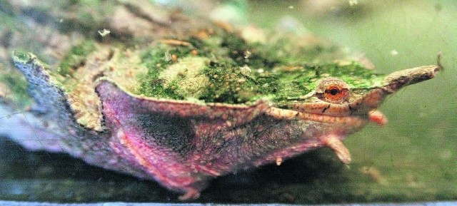 Żółwie matamata wyglądają, jakby miały ciało porośnięte glonami