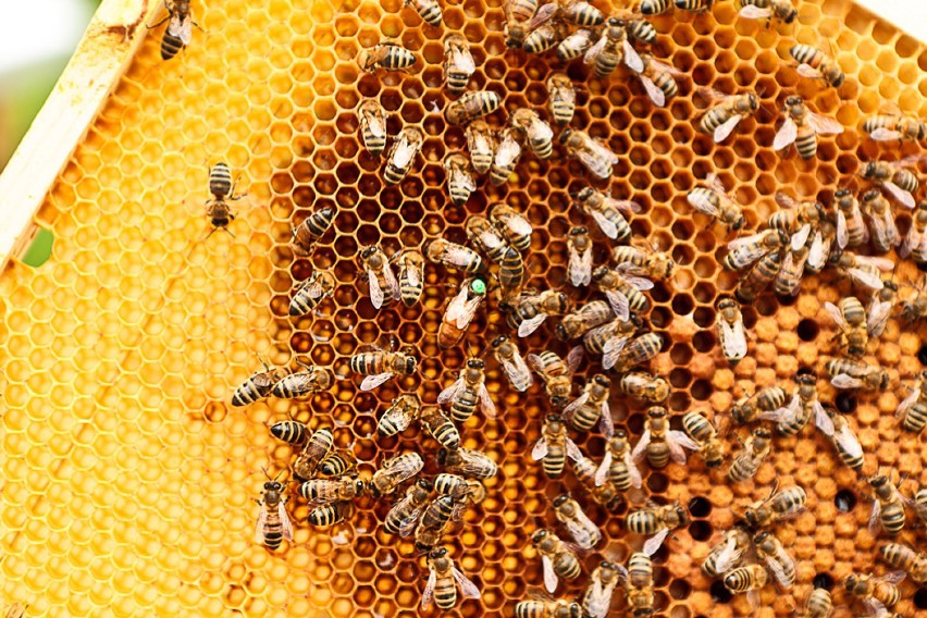 Akcja jest odpowiedzią na akt otrucia wszystkich pszczół...