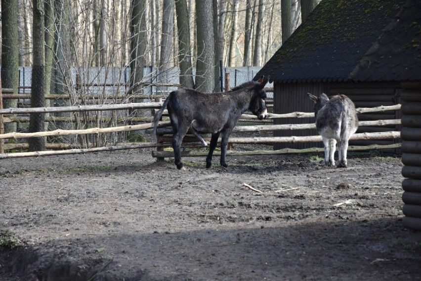 Nowotomyskie ZOO pod ostrzałem.. Jest odpowiedź...