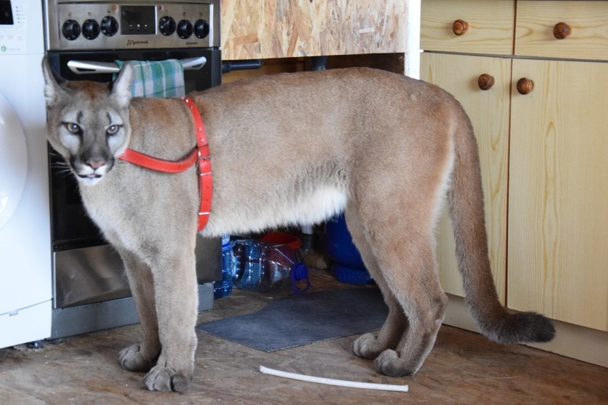 Puma Nubia od kilku lat mieszkała w gospodarstwie na Jurze....