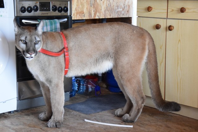 Puma Nubia od kilku lat mieszkała w gospodarstwie na Jurze. Na podstawie wyroku sądu pracownicy poznańskiego zoo mieli odebrać zwierzę właścicielowi. Ten jednak uciekł wraz ze zwierzęciem

Zobacz kolejne zdjęcia. Przesuń zdjęcia w prawo - wciśnij strzałkę lub przycisk NASTĘPNE