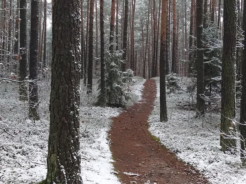 Śnieg przyprószył Kokotek. Zobaczcie, jak teraz tam jest!