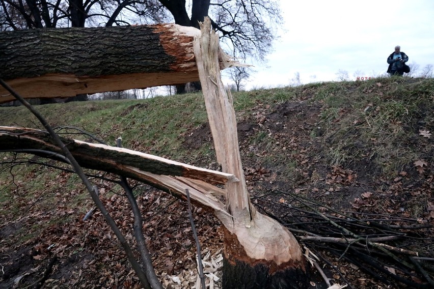 Bobry powaliły kilkanaście drzew nad Kaczawą w Legnicy, zobaczcie zdjęcia
