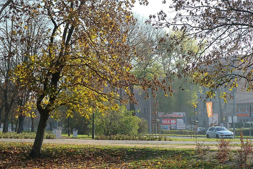 Złota, polska jesień w parku w Żarach