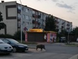 Dzikie zwierzęta na ulicach Tomaszowa Mazowieckiego. Jak często interweniuje straż miejska? [ZDJĘCIA]