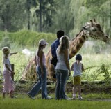 W opolskim zoo zobaczymy dwa razy więcej żyraf