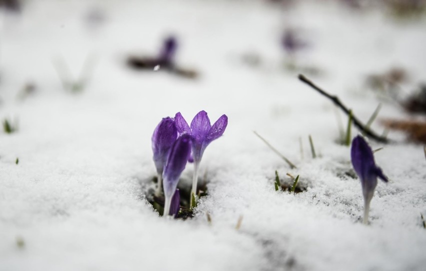 Prognoza pogody na wiosnę 2019. Kiedy przyjdzie wiosna?...