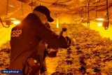 Plantacja marihuany pod Kartuzami. Zabezpieczono 35 kilogramów konopii indyjskich, oskarżeni czterej mężczyźni