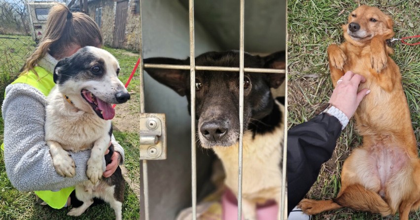 Zwierzęta z rudery w Wieluniu trafiły do schroniska. Odebrano 6 psów i 11 kotów! ZDJĘCIA, FILM