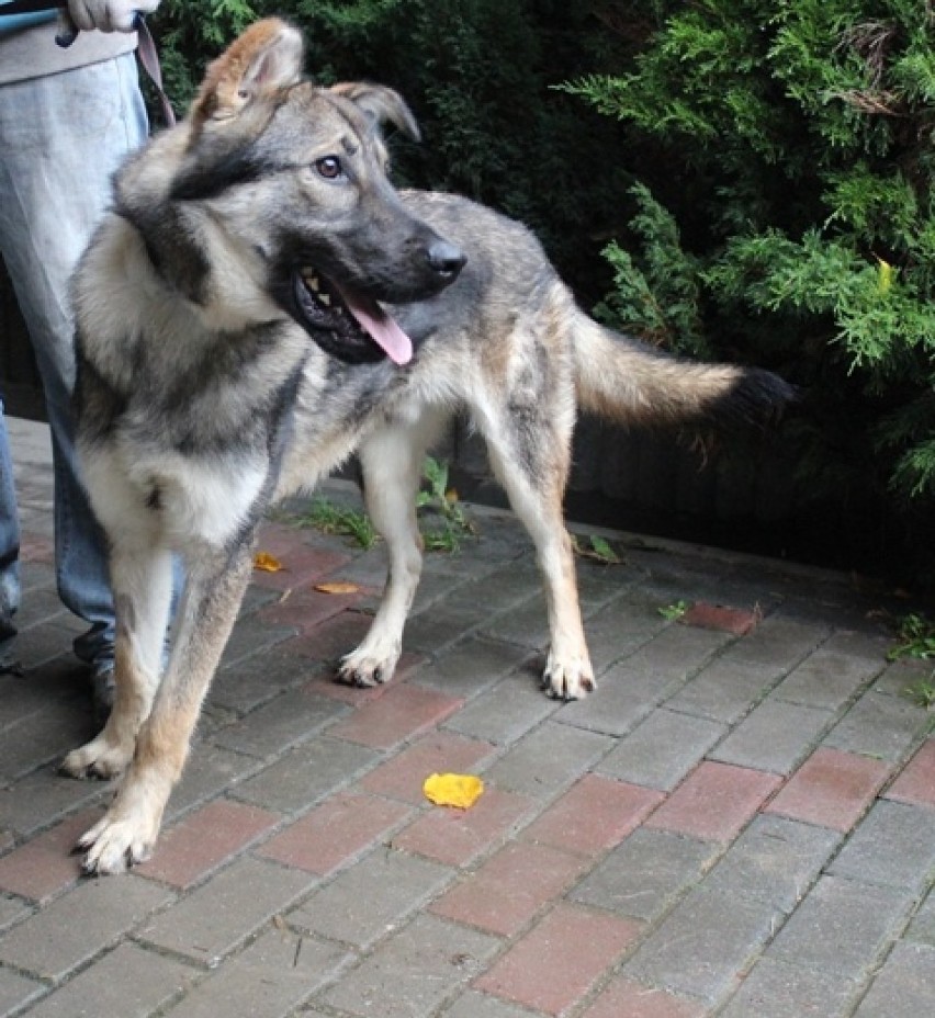 Pies, duży, szaro – brązowy, 1 rok