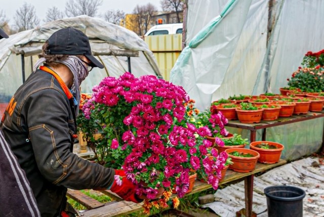 W ramach pomocy, władze Bytomia odkupują od lokalnych handlarzy kwiaty, którymi przyozdobione zostaną m.in. parki czy skwery. Zobacz kolejne zdjęcia. Przesuwaj zdjęcia w prawo - naciśnij strzałkę lub przycisk NASTĘPNE >>>