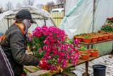 Władze Bytomia wspierają lokalnych przedsiębiorców. Sprzedawcy kwiatów otrzymają obiecaną pomoc 