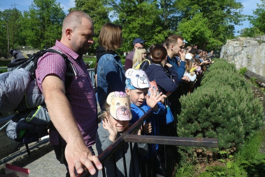 Wrocław. Dzieci przebrane za misie wchodziły do zoo za darmo. Zobacz zdjęcia