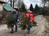 Choinka od leśnika - prosto z lasu i z innymi atrakcjami