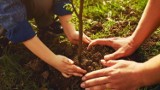 820 drzew zostanie zasadzonych w Bielsku-Białej. To nagroda za zaangażowanie bielszczan w recykling