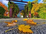 Jesień 2020. Nowa Sól i okolice na przepięknych zdjęciach. Zobacz barwy jesieni. Za chwilę takich zachwycających widoków nie będzie
