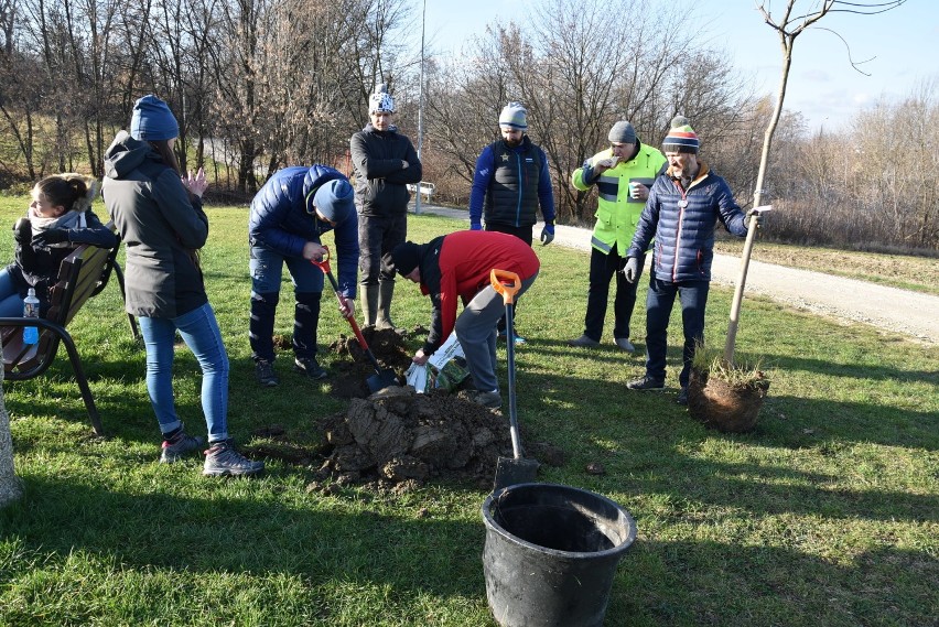 Mieszkańcy Tarnowa społecznie sadzili drzewa na Górze św. Marcina 