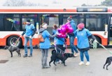 Pracownicy przedsiębiorstwa Gdańskie Autobusy i Tramwaje zabrali na spacer podopiecznych schroniska "Promyk". Zdjęcia obiegły sieć