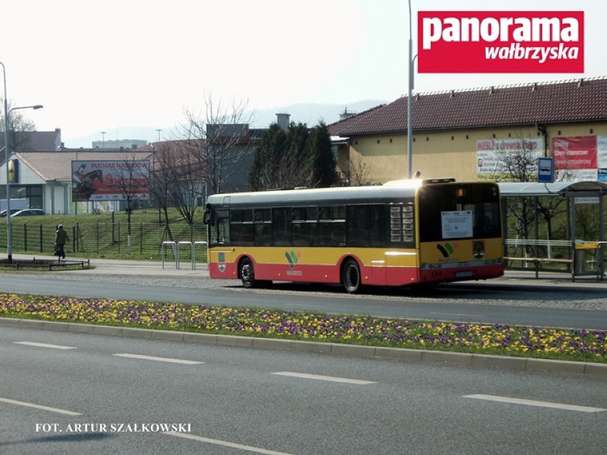 Krokusy kwitnące w pasie zieleni na al. Podwale w Wałbrzychu