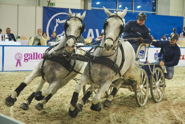 Cavaliada 2016. Jeździeckie święto za nami (ZDJĘCIA)

Przez cztery dni tereny Targów Lublin wypełniły się kibicami oraz wielką i niezapomnianą sportową atmosferą.