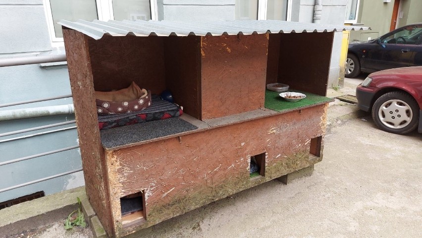 Dla kotów wolno bytujących udało się zbudować specjalne...