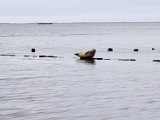 Gdynia. Przy plaży w Babich Dołach pojawiła się foka, 18.07.2022 r. ZDJĘCIA WIDEO