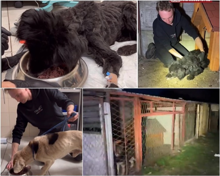 Obrońcy zwierząt odebrali psy z terenu oczyszczalni w gminie Rusiec. Zdjęcia są drastyczne. Co na to gmina?