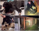 Obrońcy zwierząt odebrali psy z terenu oczyszczalni w gminie Rusiec. Zdjęcia są drastyczne. Co na to gmina?