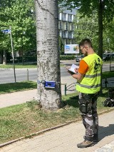 Tomografy komputerowe badają stan drzew w Zakopanem. Chore będą wycinane