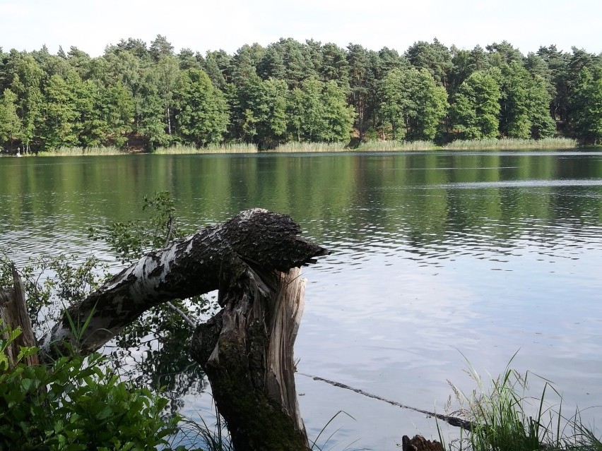 Jezioro Stobno zostało opanowane przez bobry