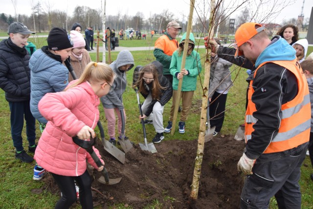 Nowe drzewa pojawiły się na suwalskich bulwarach