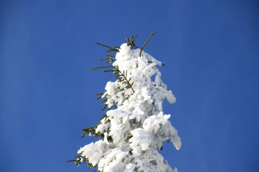 Śnieg w Beskidach. W górach wciąż biało! [ZDJĘCIA]