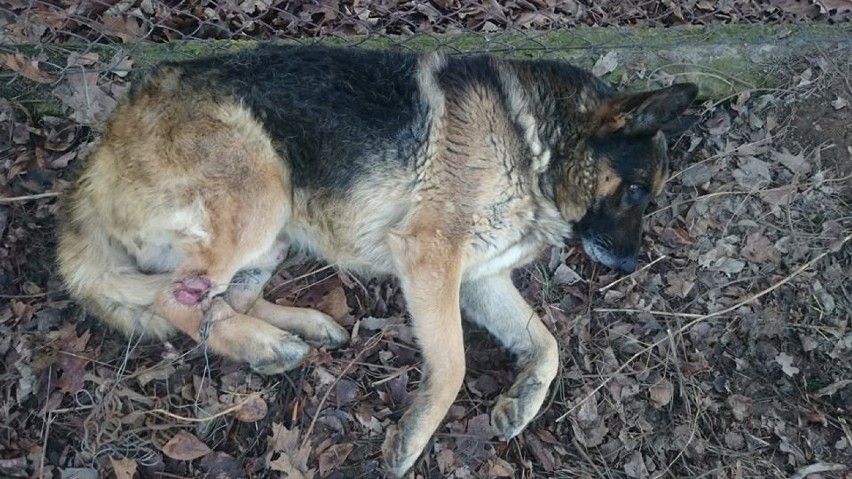 W Ostrowie znaleziono psa, który miał związane tylne łapy